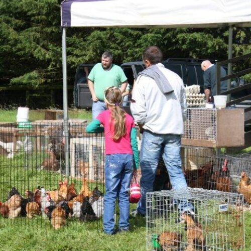 NATIONAL SPRING POULTRY SALE