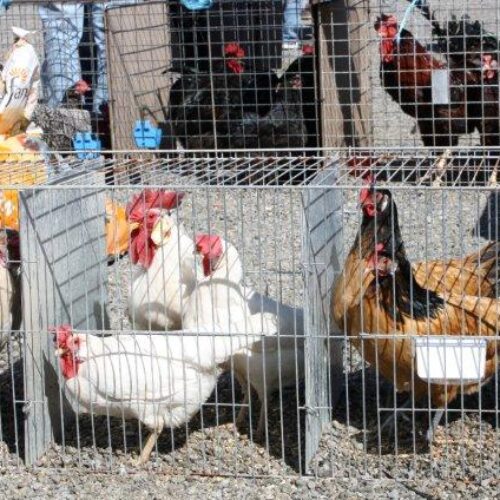 NATIONAL SPRING POULTRY SALE